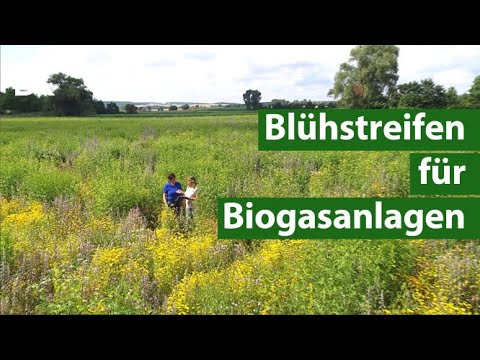 Biogasanlagen in der Landwirtschaft: Blühwiesen statt Maisäcker für mehr Biodiversität  | Unser Land