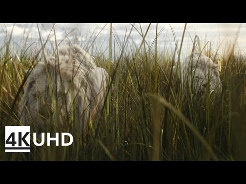 Mufasa VS White Lion prince | Mufasa The Lion King 2024 | 4K UHD