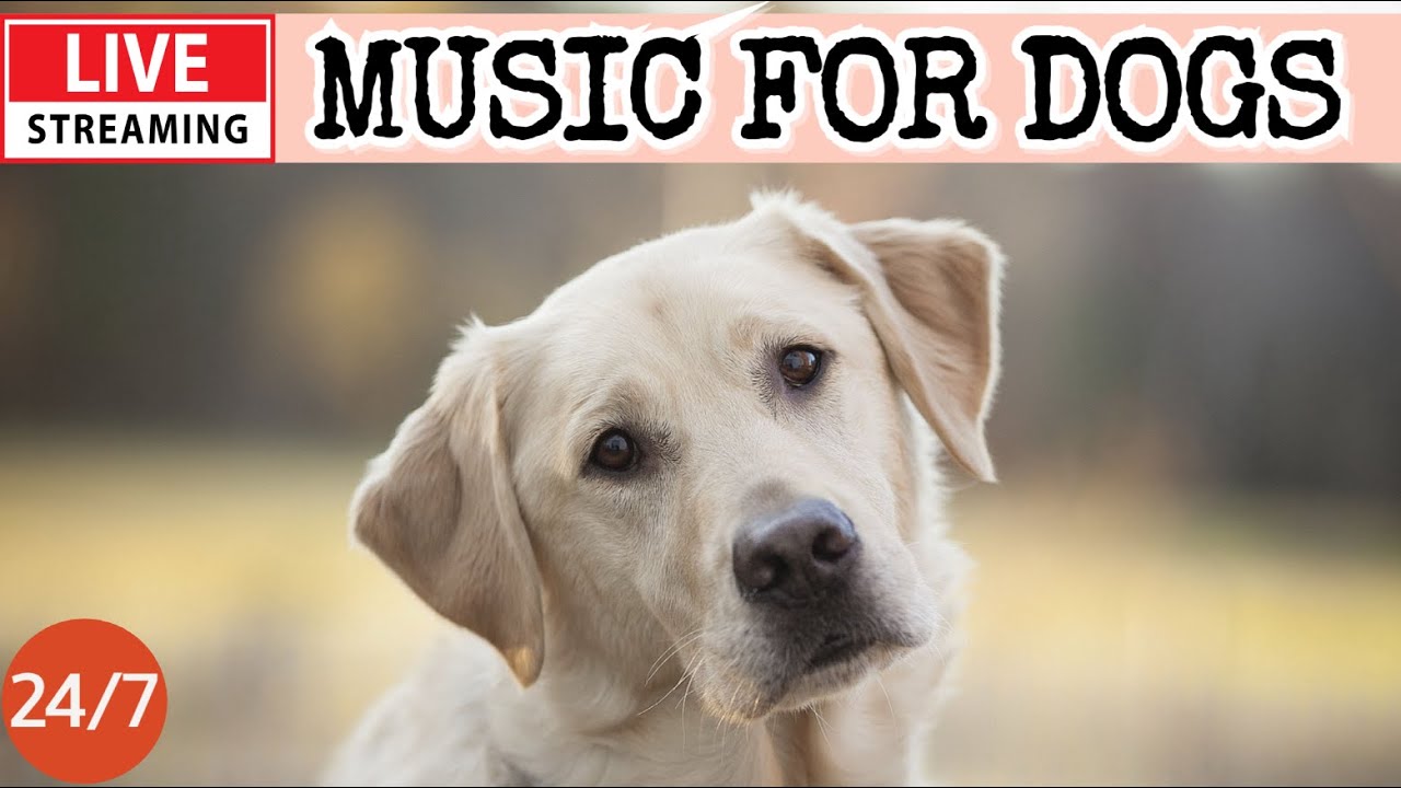 🔴[LIVE] Dog Music🎵Dog Calming Music🐶💖Separation Anxiety Relief💖🦮Relaxing Music for Dog Sleep🔴18