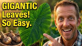 Indoor Elephant Ear Growing: The One Hack for Massive Tropical Foliage