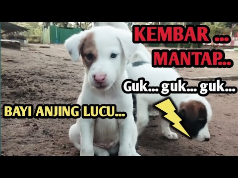 BAYI ANJING LUCU DAN KEMBAR GUK GUK GUK...