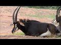 Two Sable Antelope