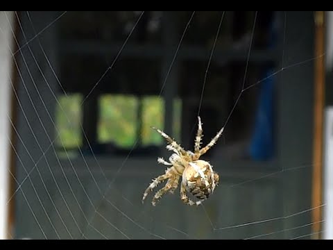 Pająk krzyżak SIEĆ