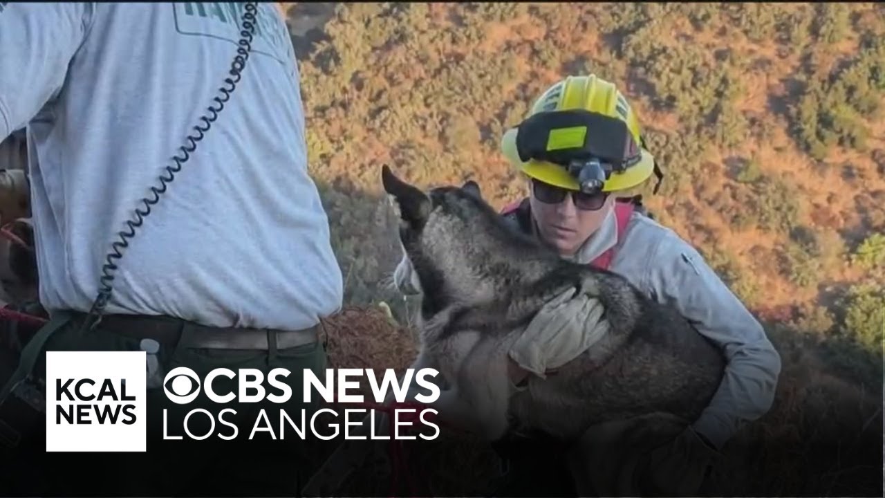 Rangers rescue dog that fell down a 30-foot embankment in Griffith Park