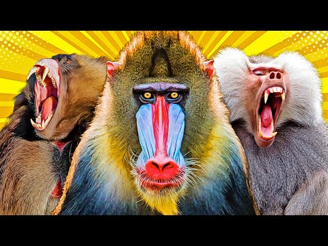 All 9 Baboon & Mandrill Species (World’s Largest Monkeys)