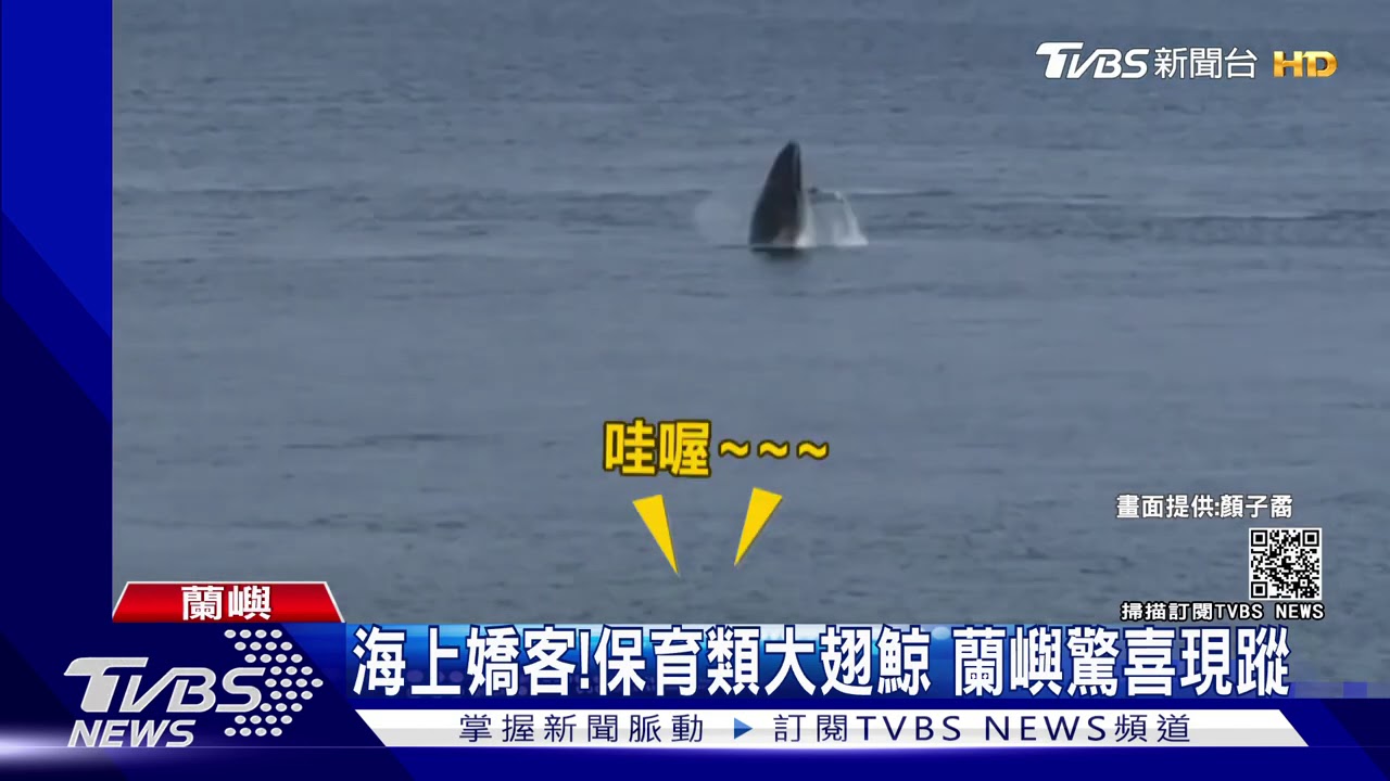 海上嬌客!保育類大翅鯨 蘭嶼驚喜現蹤