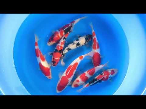 JKS-204 WYSIWYG 1Y Tateshita showa and kohaku 30-34 cm 8X