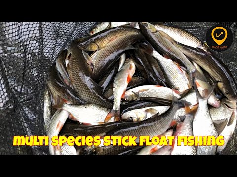 Big stick float net on River Dane