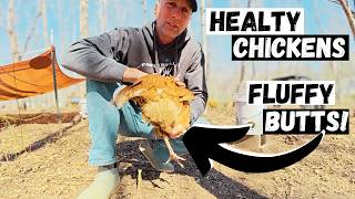 Keeping the Farm Running: Chicken Health, Pig Updates & Brooder Clean