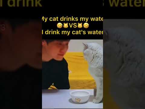 My cat drinking my water 😂💦 😺 VS. I drink my cat's water 💦😂😺 #viral #tiktok #shorts #catlover