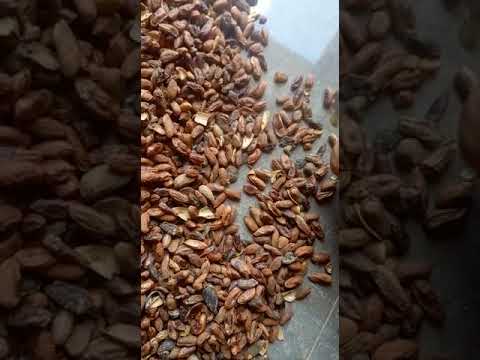 Neem white husk, 50 kgs, pack size: 50 kg