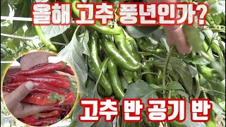 올해 고추농사 어렵다고?? 가뭄? 고온? 나방? 수확을 너무 많이해서 걱정!! 다음 화방은 어떻게 관리하지?…