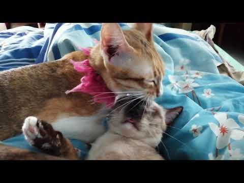 Siamese cat I Thanika chanel