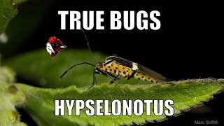 preview picture of video 'True bugs: Hypselonotus - Biodiversity Shorts #2'