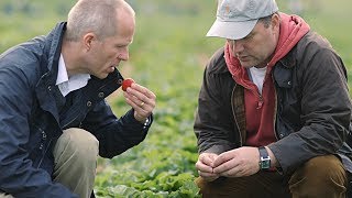 preview picture of video 'Woher kommen unsere Erdbeeren? - Schwartau'