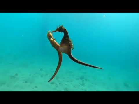 Big Belly seahorses mating dance