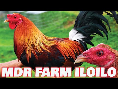 Pure Gilmore 5K Sweater MDR FARM ILOILO - Don Ryan Villanueva