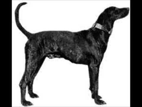 Plott Hound
