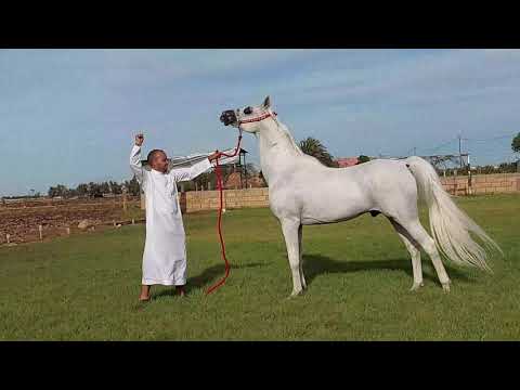 IMPERIAL BISAAM إمبريال بيسام