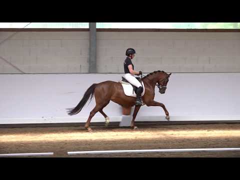 6j. Dunkelfuchsstute v. Calido-G – Prince Thatch xx