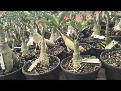 Rosa do deserto a 35 reais.Paraíso das flores de Pimenta Bueno Rondônia 6998156-8551 