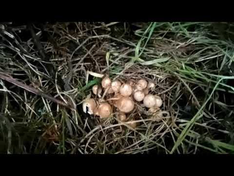What are they ? Toadstools or Mushrooms 4