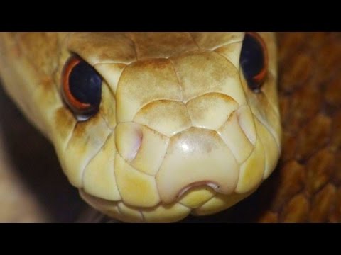 LET'S HANDLE THE DEADLIEST SNAKE IN THE WORLD!!! | BRIAN BARCZYK