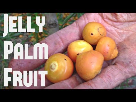 Jelly Palm - The fruit that tastes like a Pina Colada! Weird Fruit Explorer Ep. 261