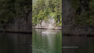 Whale watching ISP. #travel #cruisetour #okaytravel #cruiselife #alaskacruise #alaska #alaskatravel