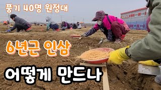 6년근 인삼 이렇게 만들어 진다 전국 누비는 풍기 40명 원정대