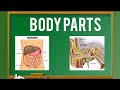 English Grammar Body Parts