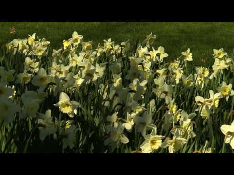 Virum forårs stemning