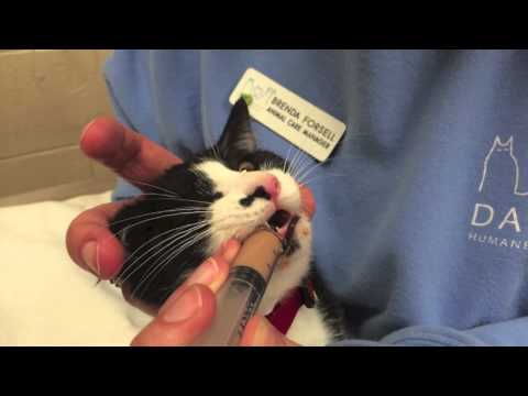 Kitten Syringe Feeding Demo