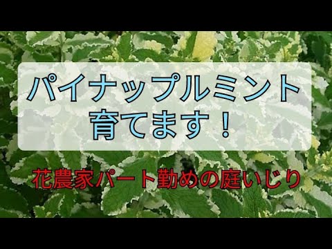 パイナップルミント 植物