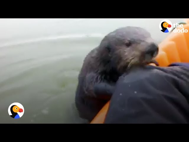 Otter Jumps On Kayak To Say Hello | The Dodo