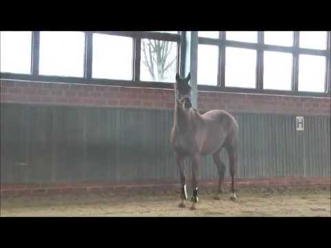 Fidertanz x Sando Hit