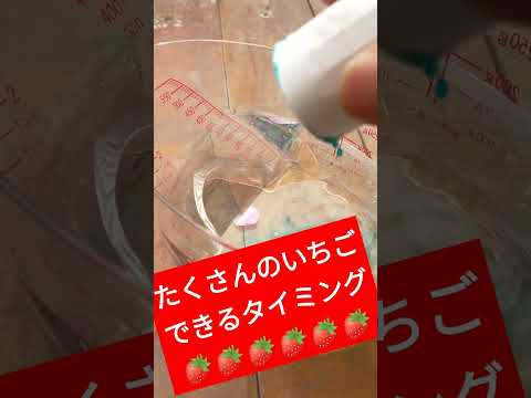 イチゴを移植する時期と方法は？収穫を最適化する移植システム  庭園