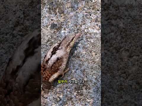 개미가 새의 기생충 제거를 돕는 방법