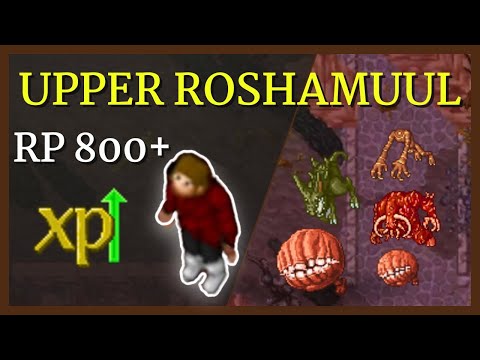 Tibia hunt UPPER ROSHAMUUL RP 800+ (Full set)