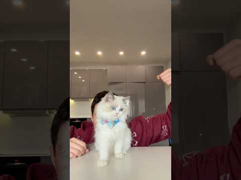 УЧА КОТКАТА НА ТИКТОК ТАНЦИ