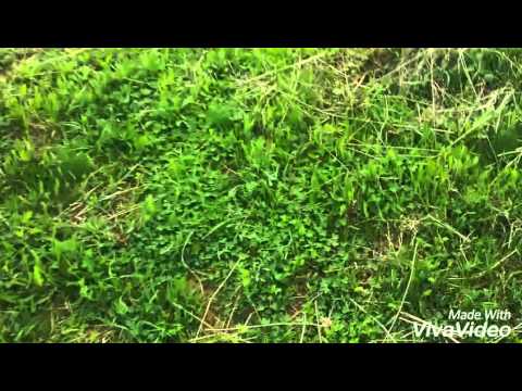 NEBUNIE la Sura Mare 2016