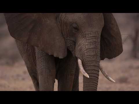 Samburu Baby Ellie learning the ropes