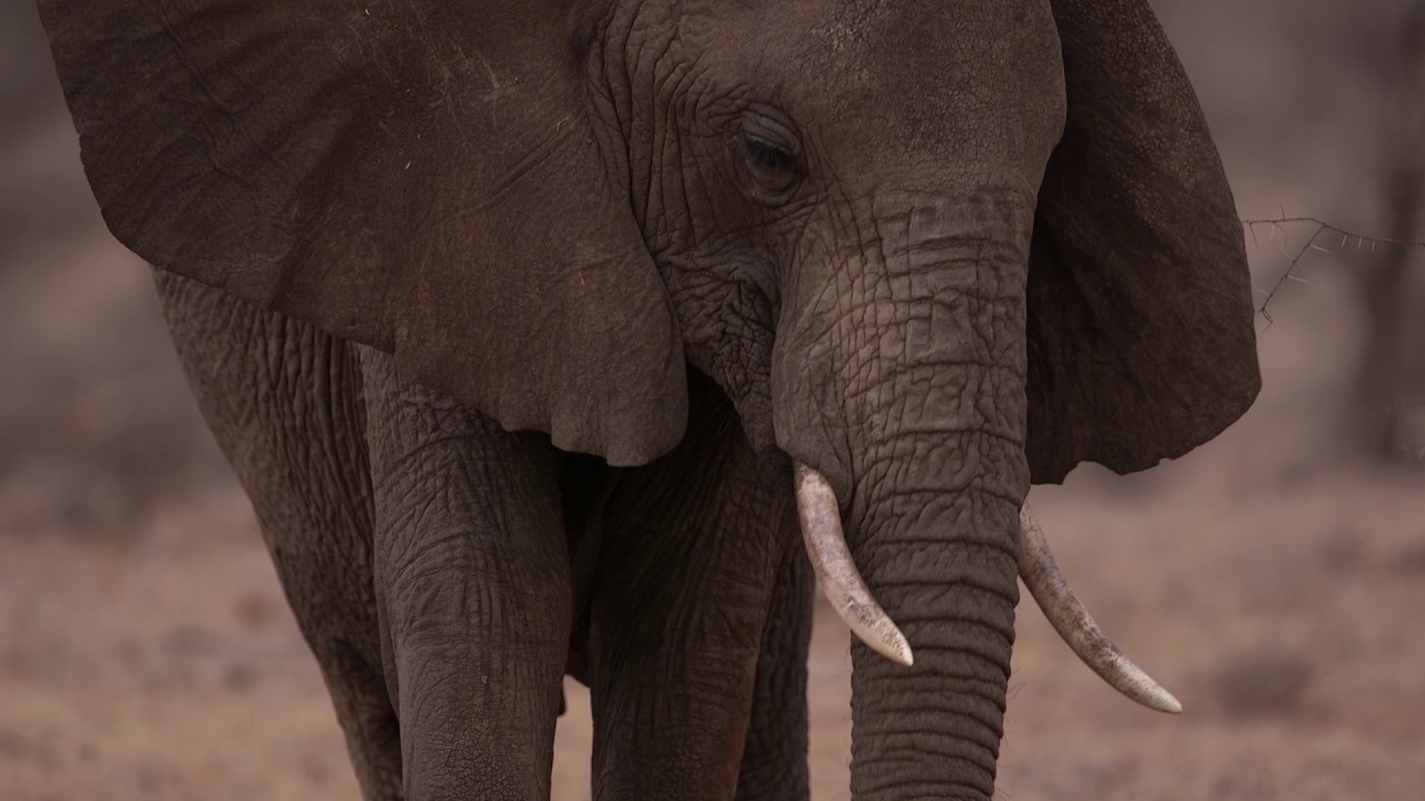 Samburu Baby Ellie learning the ropes