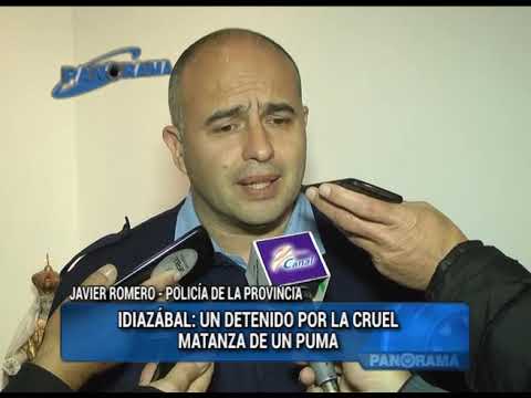 Idiazábal: un detenido por la cruel matanza de un puma