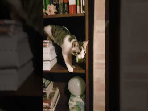 Titty sale sulla libreria #cat #cats #funnycat #gatti #gattini #gattidivertenti