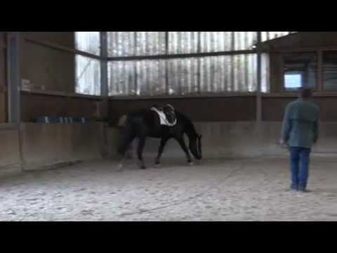 Feedback, Wallach von Fürst Frederik x Placido x Feinbrand