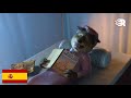 Sherek 2 Comparación Doblaje Español Latino Vrs Español Castellano