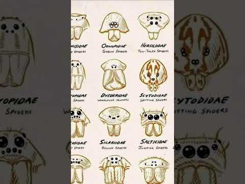Types Of Spider | Part-6  #scary #spider #shorts