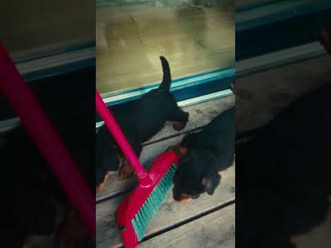 Airedale Terrier puppy for sale