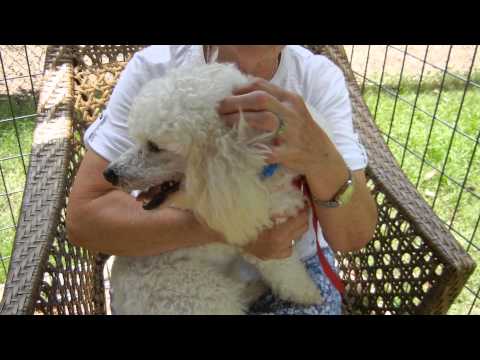 Eeyore, an adopted Poodle Mix in Houston, TX_image-1